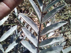 Astragalus douglasii parishii