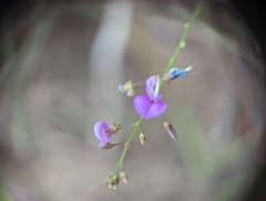 Desmodium ciliare