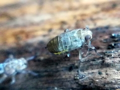 Delphacidae