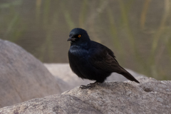 Onychognathus nabouroup