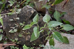 Pseuderanthemum praecox