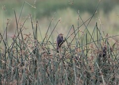 Xanthocephalus xanthocephalus