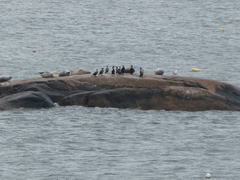 Phoca vitulina vitulina