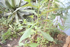 Desmanthodium perfoliatum