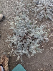 Astragalus douglasii parishii