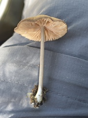 Arrhenia epichysium