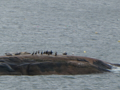 Phoca vitulina vitulina