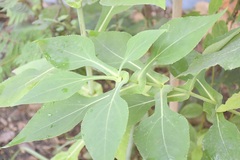 Desmanthodium perfoliatum