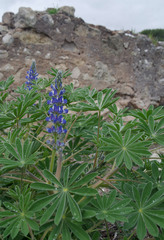 Lupinus cosentinii
