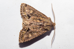 Ichneutica skelloni