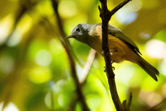 Mionectes rufiventris