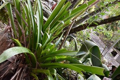 Werauhia werckleana