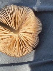 Arrhenia epichysium