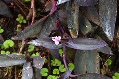 Tradescantia pallida
