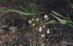 Acacia willdenowiana