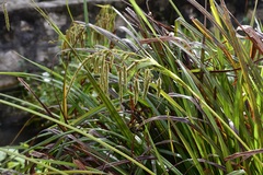 Carex chordalis