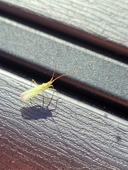 Trigonotylus caelestialium