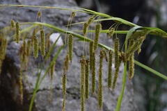 Carex chordalis