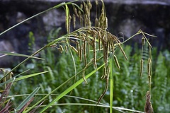 Carex chordalis