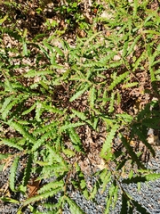 Comptonia peregrina