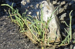 Salicornia pacifica
