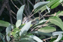 Chondestes grammacus