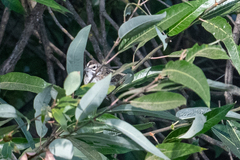 Chondestes grammacus