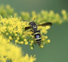 Ancistrocerus adiabatus