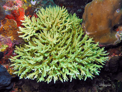 Acropora jacquelineae