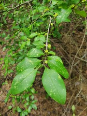Forestiera ligustrina