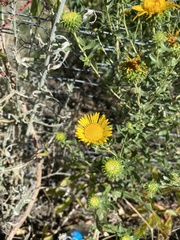 Grindelia squarrosa