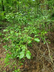 Forestiera ligustrina