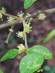 Forestiera ligustrina