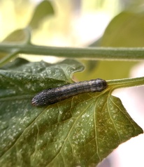 Spodoptera