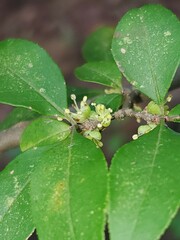 Forestiera ligustrina