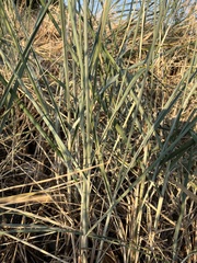Leymus mollis