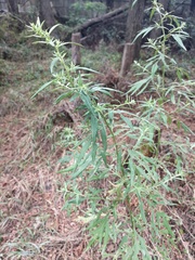 Artemisia verlotiorum