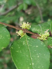 Forestiera ligustrina