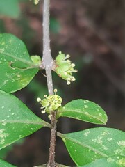 Forestiera ligustrina