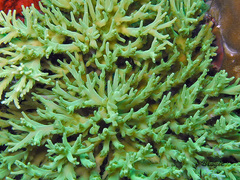 Acropora jacquelineae