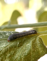 Spodoptera