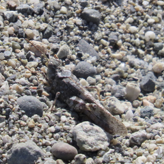 Trimerotropis pallidipennis