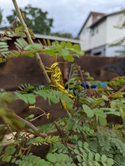 Schistocerca lineata