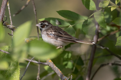 Chondestes grammacus