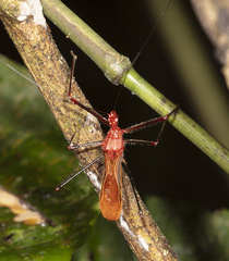 Ricolla quadrispinosa