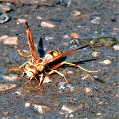 Polistes apachus
