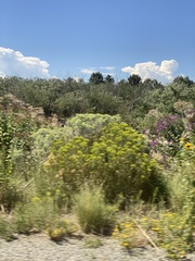 Chrysothamnus viscidiflorus