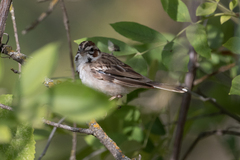 Chondestes grammacus