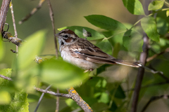 Chondestes grammacus