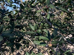 Frangula californica